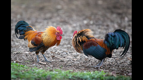 Is rooster fighting fun