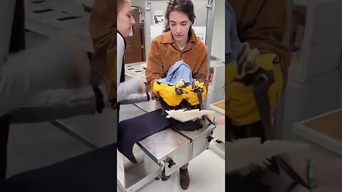 People had to unpack the dock to save one eagle