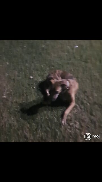 A cozy, heartwarming scene filled with furry friends relaxing in nature’s embrace. #ViralReels