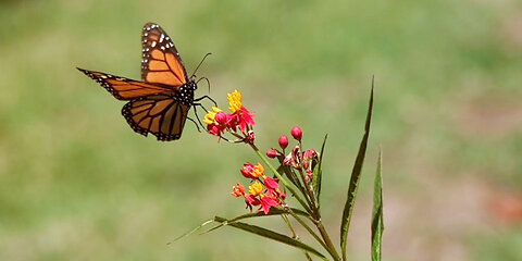 Was It Designed? The Monarch Butterfly's Migration
