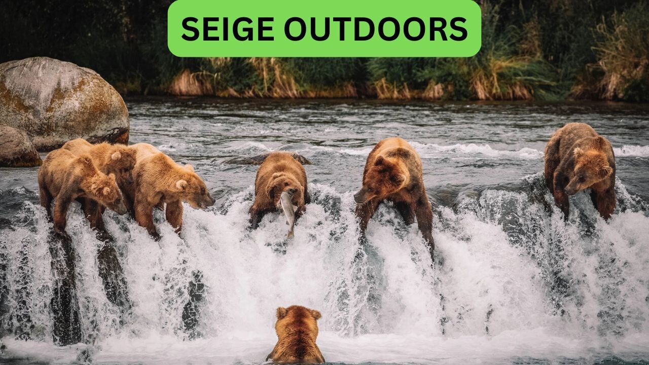 Katmai National Park Bear Feeding Live Stream!