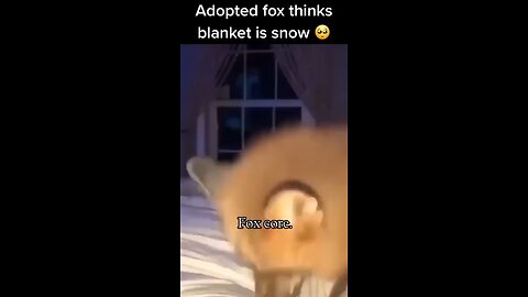 cute animals