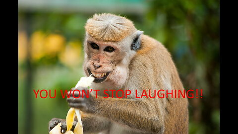 Funny & Crazy Animal Moments Compilation