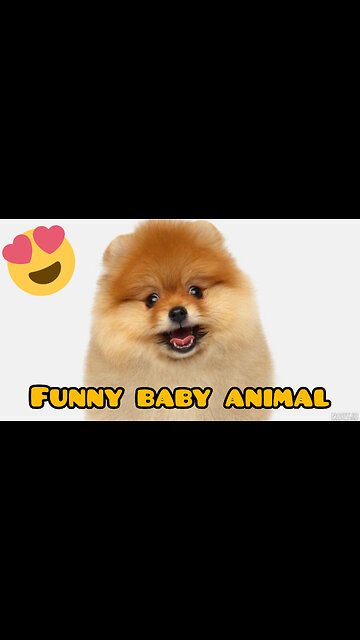 Baby kitten 😍❤️💖