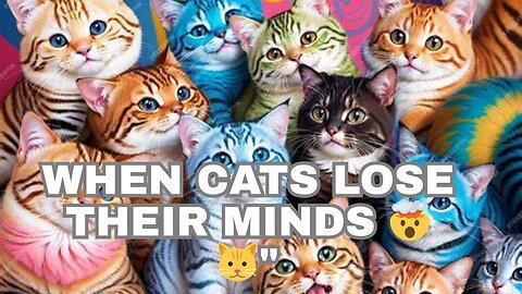Funniest Cat Compilation Ever
