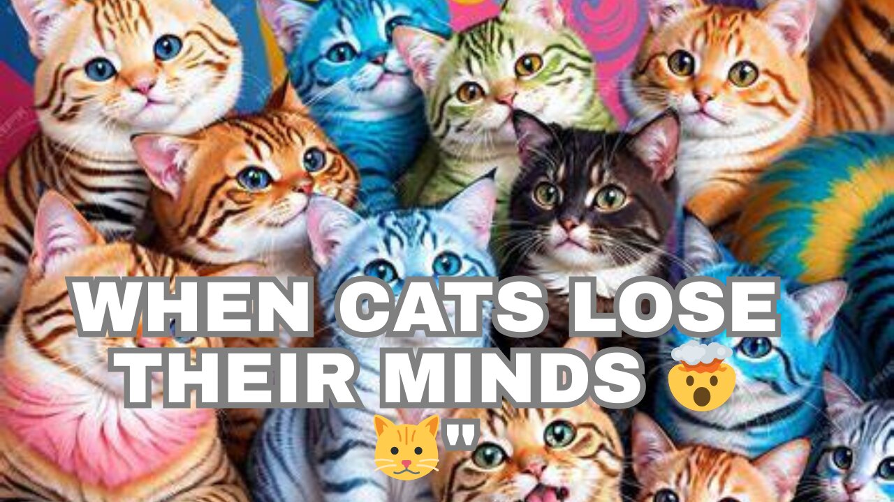 Funniest Cat Compilation Ever