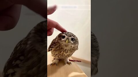 Вороны напали на сову и отважна девушка спасла птицу