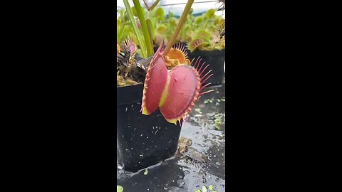 plant