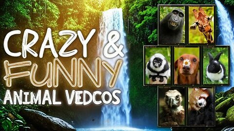 Funniest Animals Moments Ever Caught on Camera ep-02
