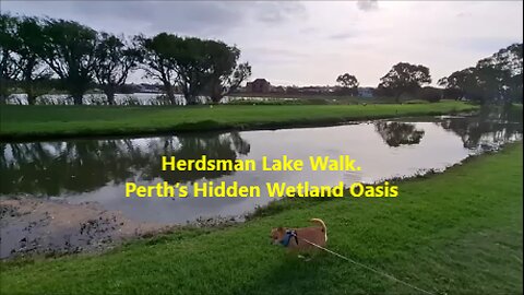 🦆Herdsman Lake Walk. Perth’s Hidden Wetland Oasis