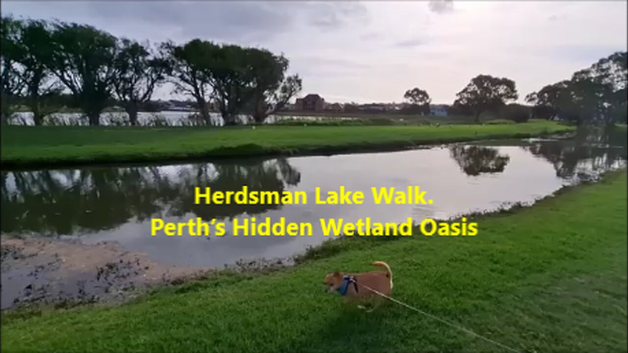 🦆Herdsman Lake Walk. Perth’s Hidden Wetland Oasis