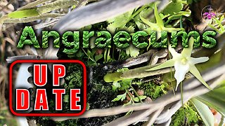 Angraecum sesquipedale Orchids 2025 Season Growth UPDATE | Madagascar Native Orchids #ninjaorchids