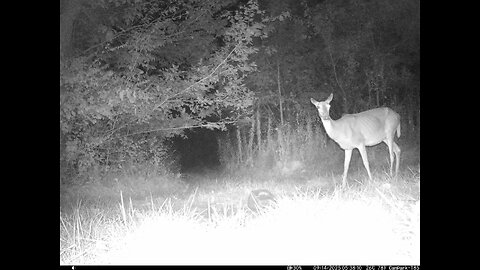 Deer Cam 09 14 2025 Game Cam Trail Cam
