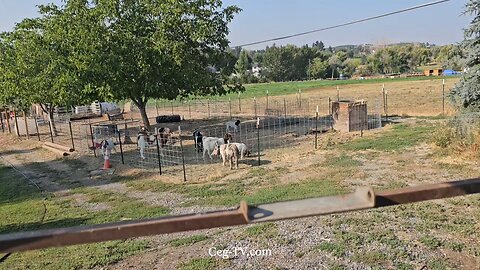 Graham Family Farm NW: 9:00 AM August 28 2025