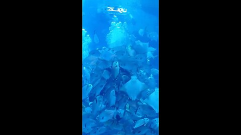 Underwater World in the Heart of Dubai! 🐠🌊