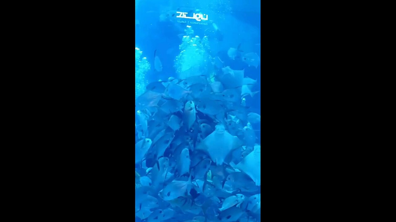 Underwater World in the Heart of Dubai! 🐠🌊