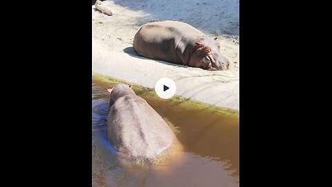 Hippopotamus relaxing after lunch