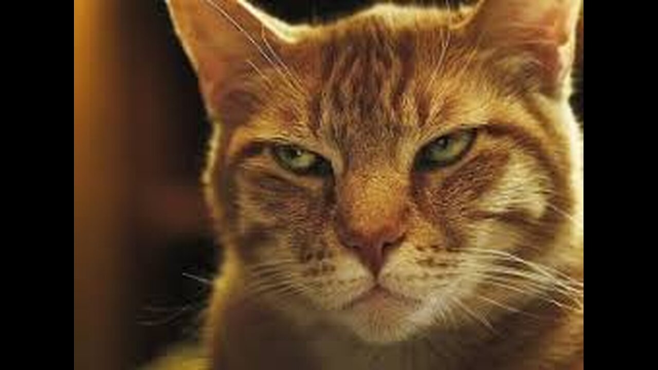 Funny and Cute Cats Collection - Part 48