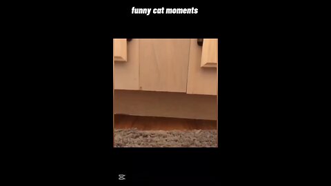 best funny moments for cats #funnyvideo #funny #funnyshorts #animals #fun #pets #funnymoment