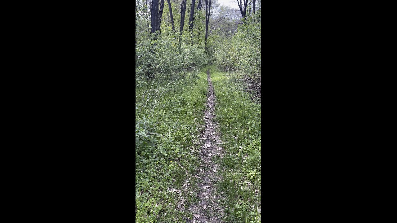 Forest tropic