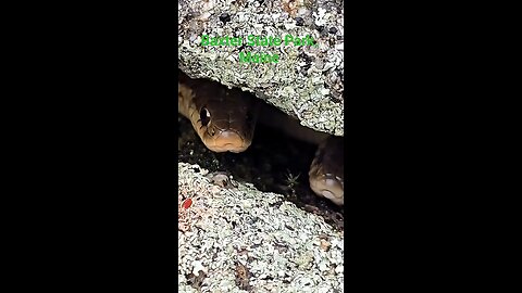tiny snakes in Maine