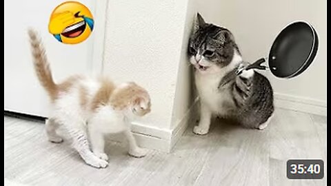 Try Not To Laugh 🤣 Funniest Dogs and Cats Clips 2025 😻🐶
