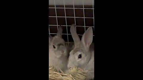Who was biting who? …Oh, already best friends again? 🤣