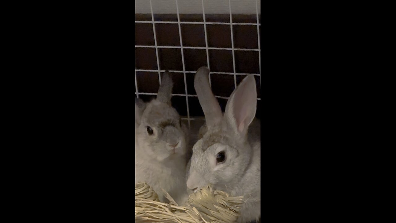 Who was biting who? …Oh, already best friends again? 🤣