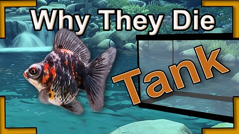 why does your goldfish die, tank related issues