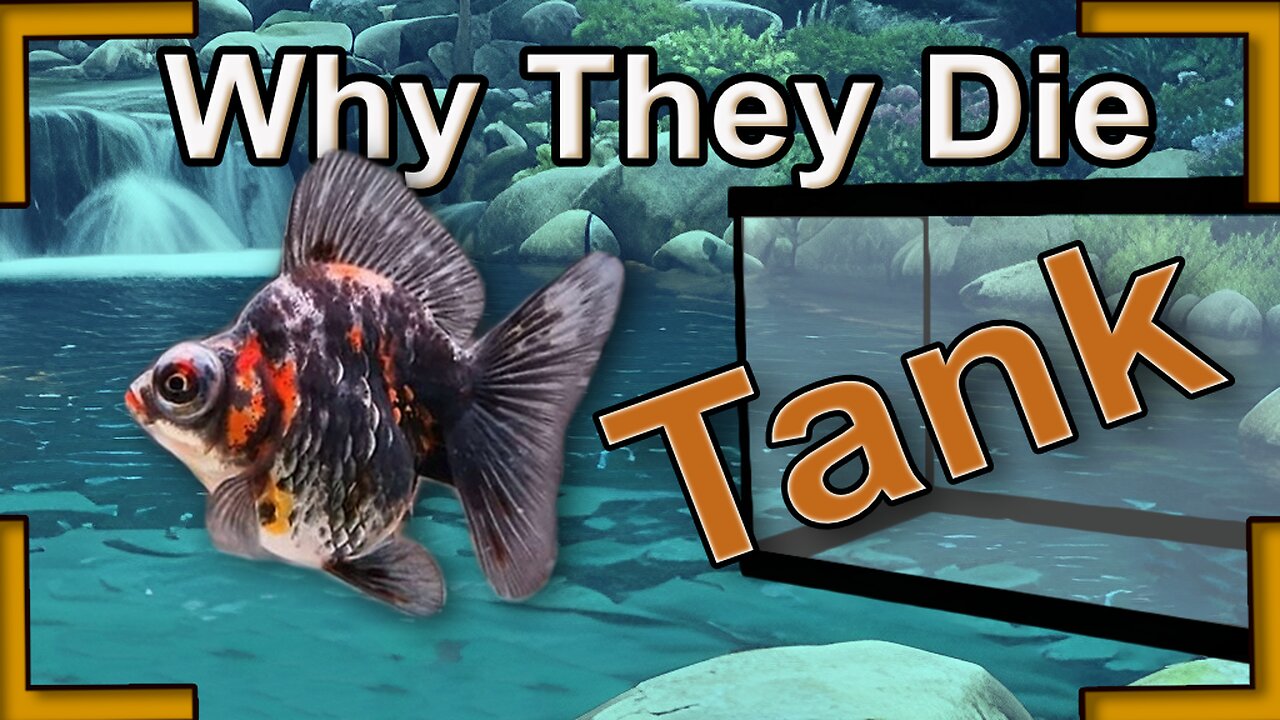 why does your goldfish die, tank related issues