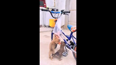 satisfying Video