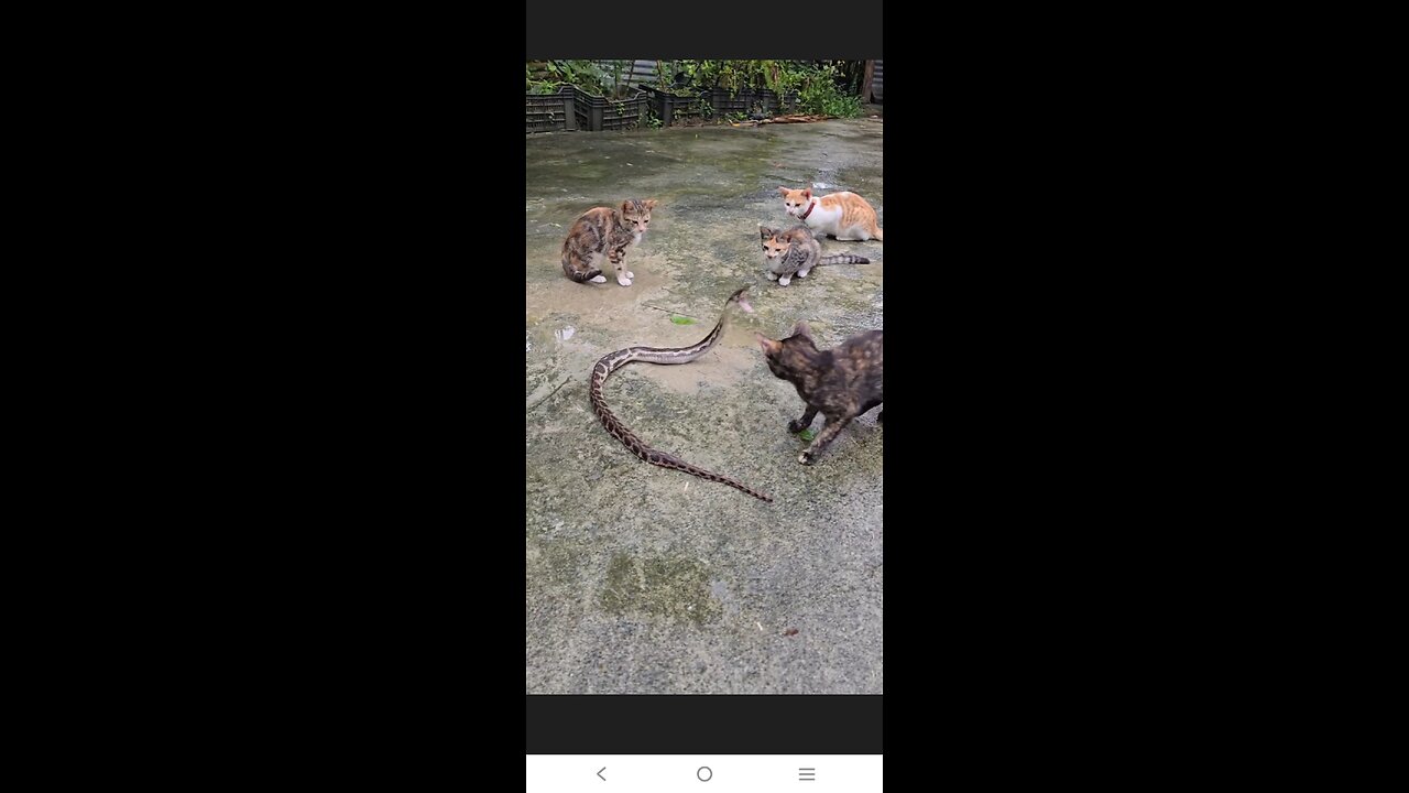 Epic Showdown Between Cat and Snake – Who Will Win?