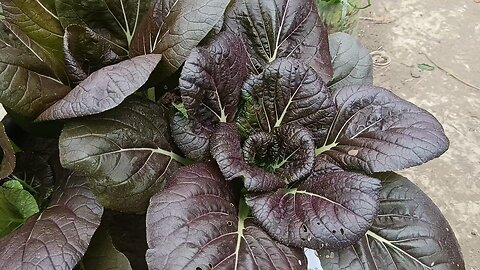 Vegetables are growing in my garden