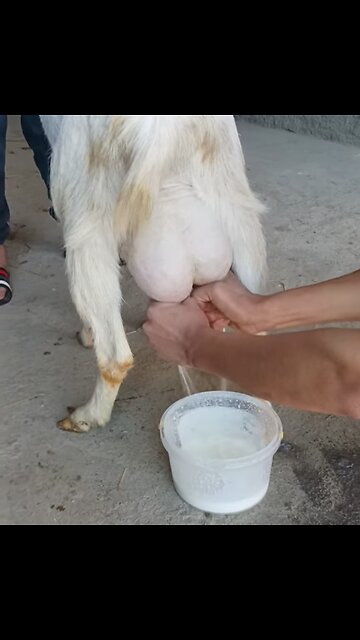 My goats make a lot of milk, whoever wants it I will sell it for 50 dollars