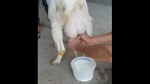 My goats make a lot of milk, whoever wants it I will sell it for 50 dollars