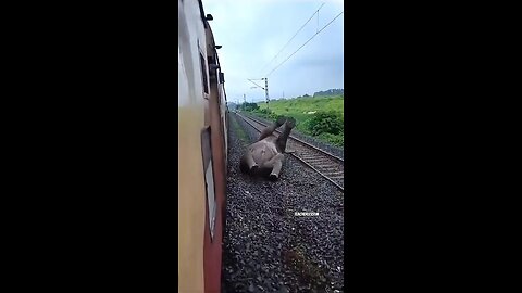 elephant accident #aesthetic #wildlife #elephante #wildpredator #animals #nature