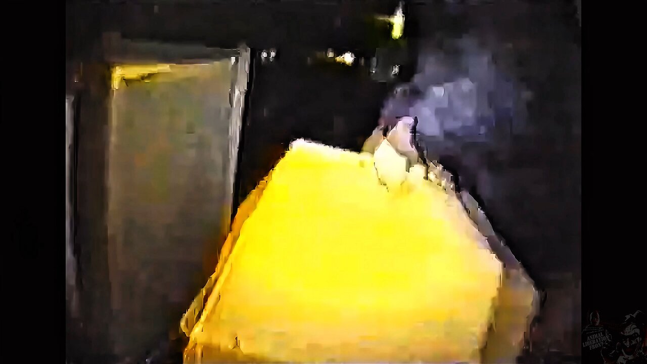 ALF Rescue Consort Beagles ✊