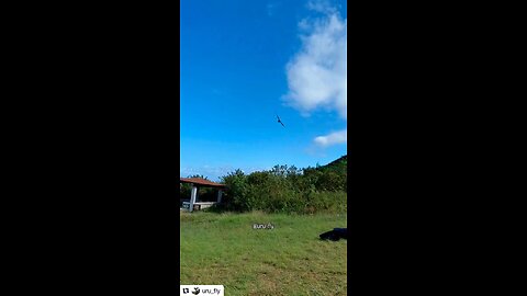 OUR FRIENDS IN BRAZIL. PET FAMILY VULTURE AND URU FLY. 8-4-25