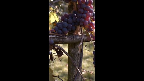 Daily Verse January 9th 2025