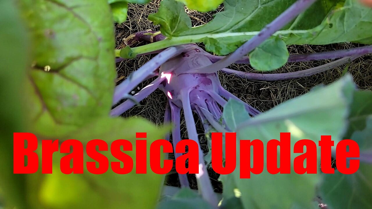 Where's the Broccoli!? Brassica bed Update