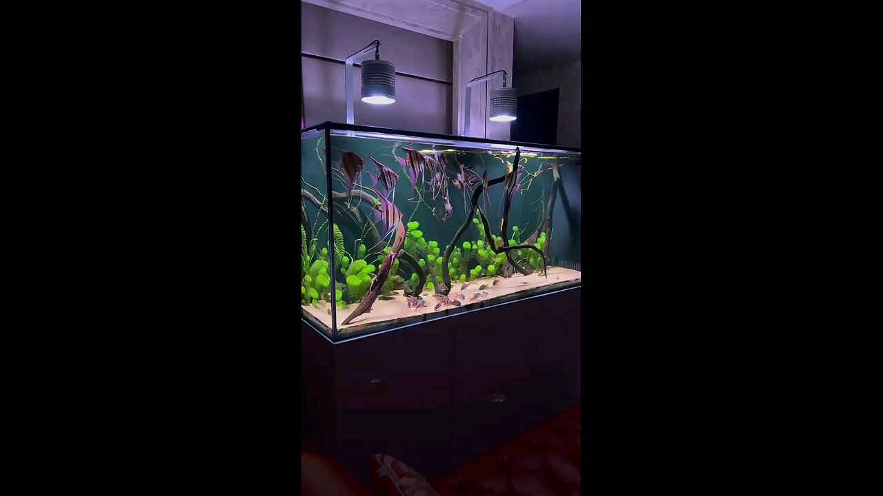ikan lucu