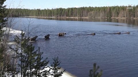 "The Great Moose Migration" kicks off in Sweden