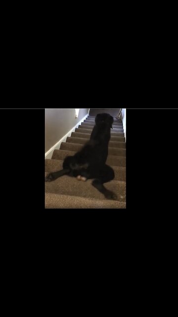 Can your doggo do THIS on stairs?😂"Me: trips on flat ground My dog: ↓↓↓"
