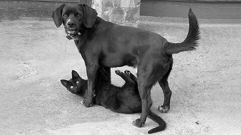 New Funny Animals 😂 Funniest Cats and Dogs Videos 😺🐶 Part 151