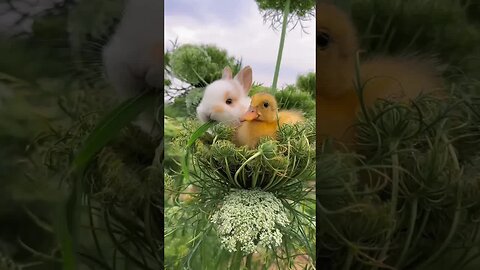 Cute bunny and duck, cute rabbit, cute little pets in the countryside