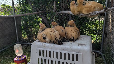 12 weeks old chickens