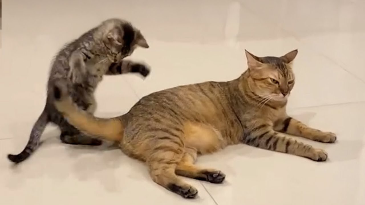 When You Get Your Cat a Kitten…😂 Funny Cats Videos