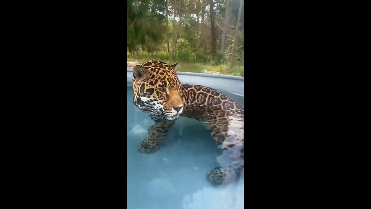 Big cats love to bathe!