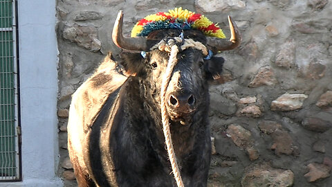 2026 01 11 ONDA TOROS EN CUERDA LAURA PAREJO