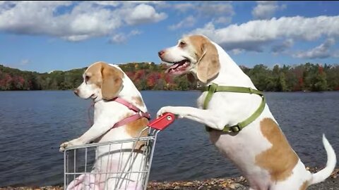 Dogs' Epic Shopping Cart Voyage: Funny Dogs Maymo & Penny
